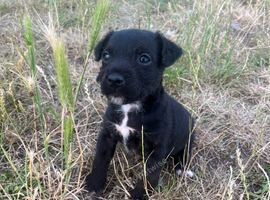 Beautiful pat x russel pup