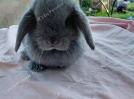 Beautiful mini lops