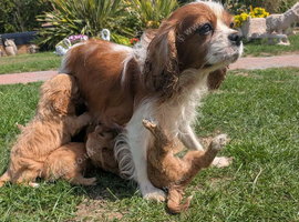 6 beautiful Red Cavapoo puppies