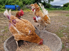 Polish frizzle cockral