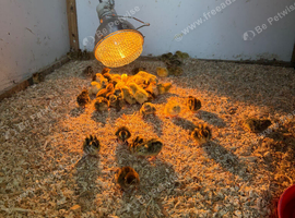 60 baby cotournix quail for sale