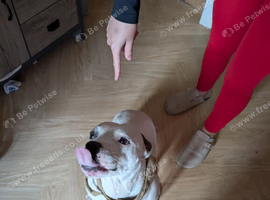 Leia *Staffy* 4 years old