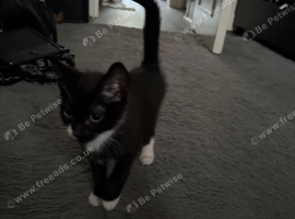 Tuxedo Kitten