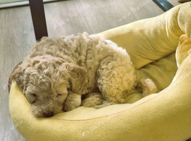 F1 Cockapoo's 2 boys left - Vet checked healthy and ready to leave
