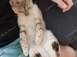 Stunning 5yr Snow Bengal Looking for Her Forever Home