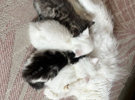 Fluffy kittens