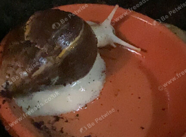 5 giant african land snails