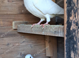 Pigeons, garden doves