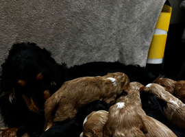 Beautiful F1 Show cockapoos ️&zwj;