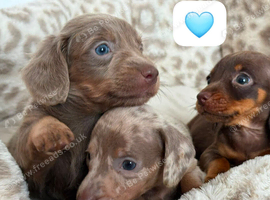 Beautiful dachshund puppies