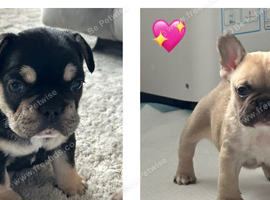 French bulldog puppies
