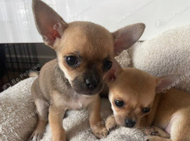 Adorable Chihuahua Puppies Looking for Loving Homes