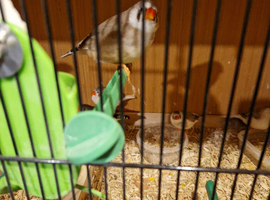 Breeding pairs of finch