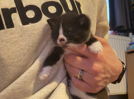 3 kittens for sale