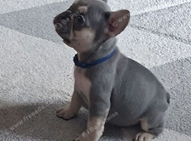French bulldog puppies