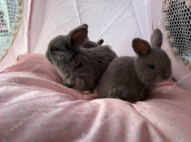 4 mini lop baby&rsquo;s for sale
