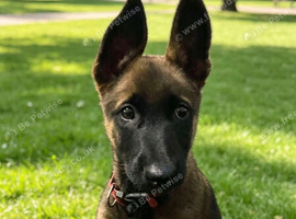 Belgium malinos puppy