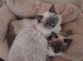 Entire male ragdoll
