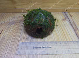 Coconut Shell Covered with Java Moss Live Aquarium Plants Shrimp Baby Pleco Cave