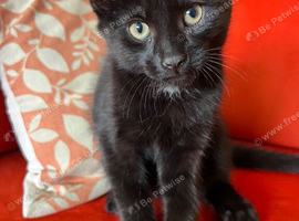 Black Male Kitten