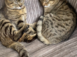 Two boy brother cats