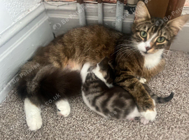 Three kittens ready now