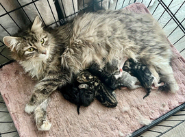 Seven fluffy kittens!