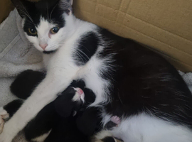 Five kittens now ready