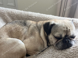 Pug x frenchies free to good home