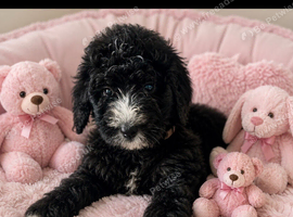 F1 STANDARD BERNADOODLE GIRLS FULL HEALTH TESTED ,VACCINATED