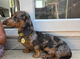 Miniature dachshund stud dog