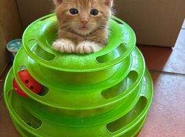 Lovely Kittens - ready to leave now