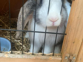 Baby bunny for sale