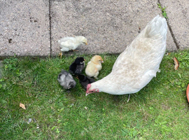 Beautiful Bantam Hen with 5 lovely Chicks