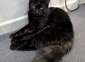 Black cat