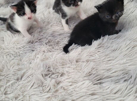 Britsh  kittens
