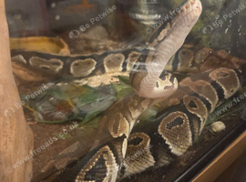 Beautiful female royal python 9 months old.