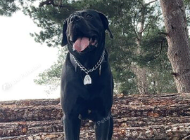 Rehome cane corso x mix