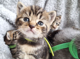 Kittens