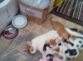 Lovely kittens