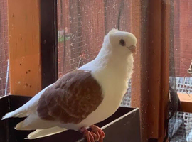 German owl pigeon WANTED !