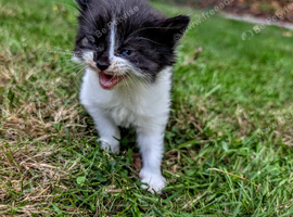 Georgous Kittens Looking For A New Home