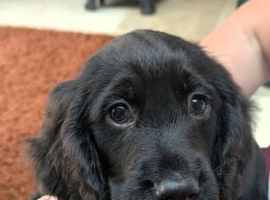 **READY NOW** Cocker Spaniel Puppies