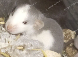 4 MICRO BABIES LEFT!! Last babies available go quick ridiculously tame and docile no more for 6 weeks