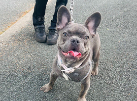 Gizmo
