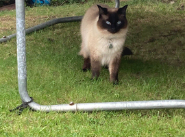 Oakley seal point ragdoll & Tinker