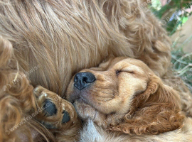 Beautiful red boy cockapoo