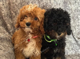 Toy Cavapoo health tested f1b ready to go