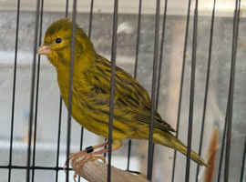 Male canaries