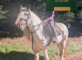 Loveable 14hh Allrounder Cob